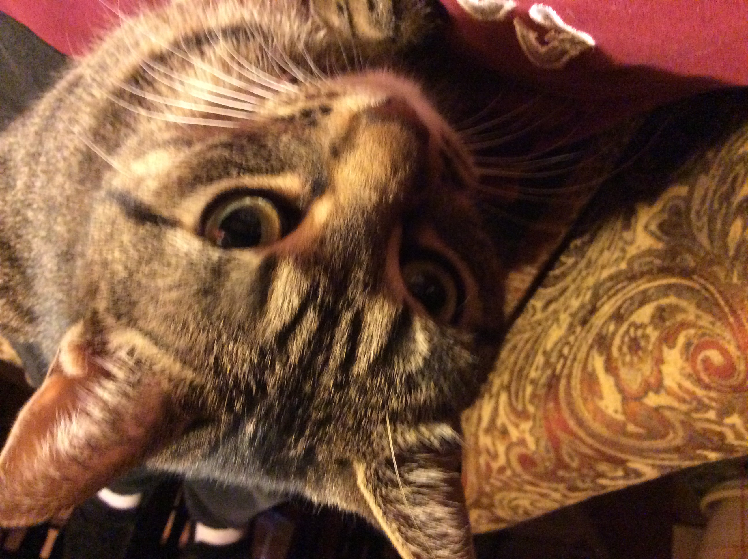 Buddy.JPG